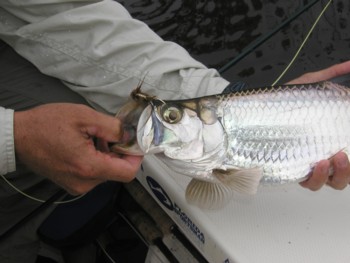 baby_tarpon_closeup