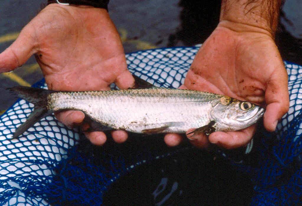 juvenile_tarpon