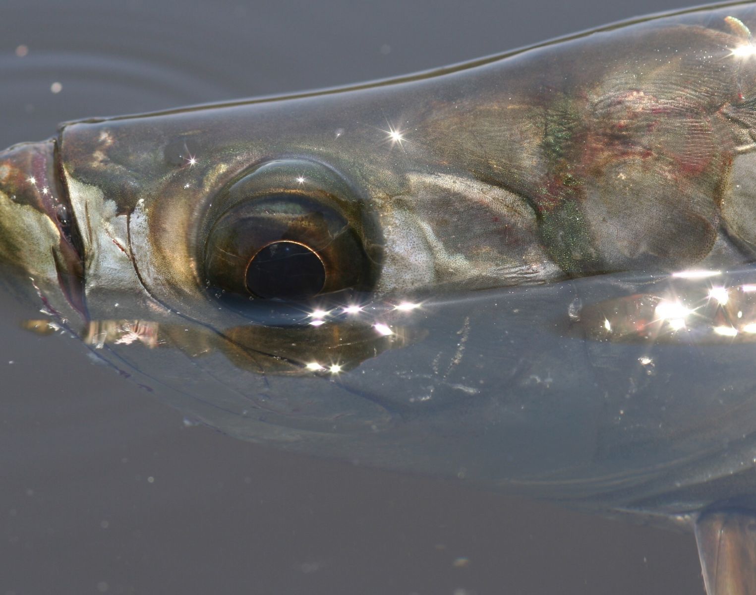 tarpon_head_in_water_crop