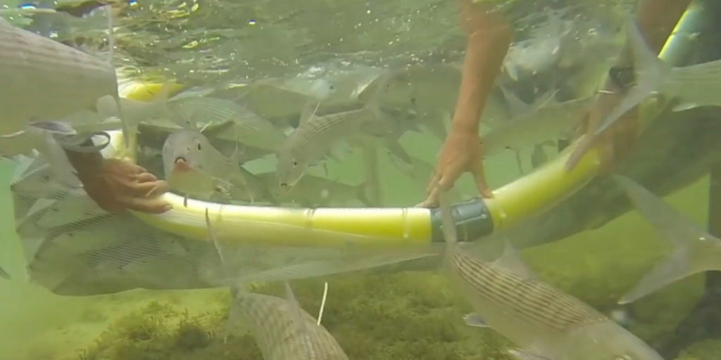 Florida Keys Bonefish Spawning Research