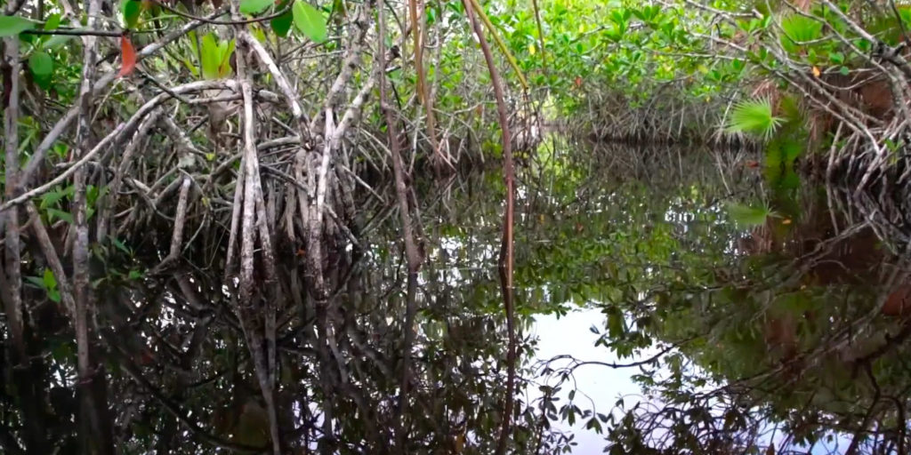 Habitat is the Future of Florida's Fisheries