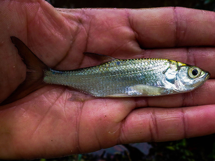 juvenile tarpon