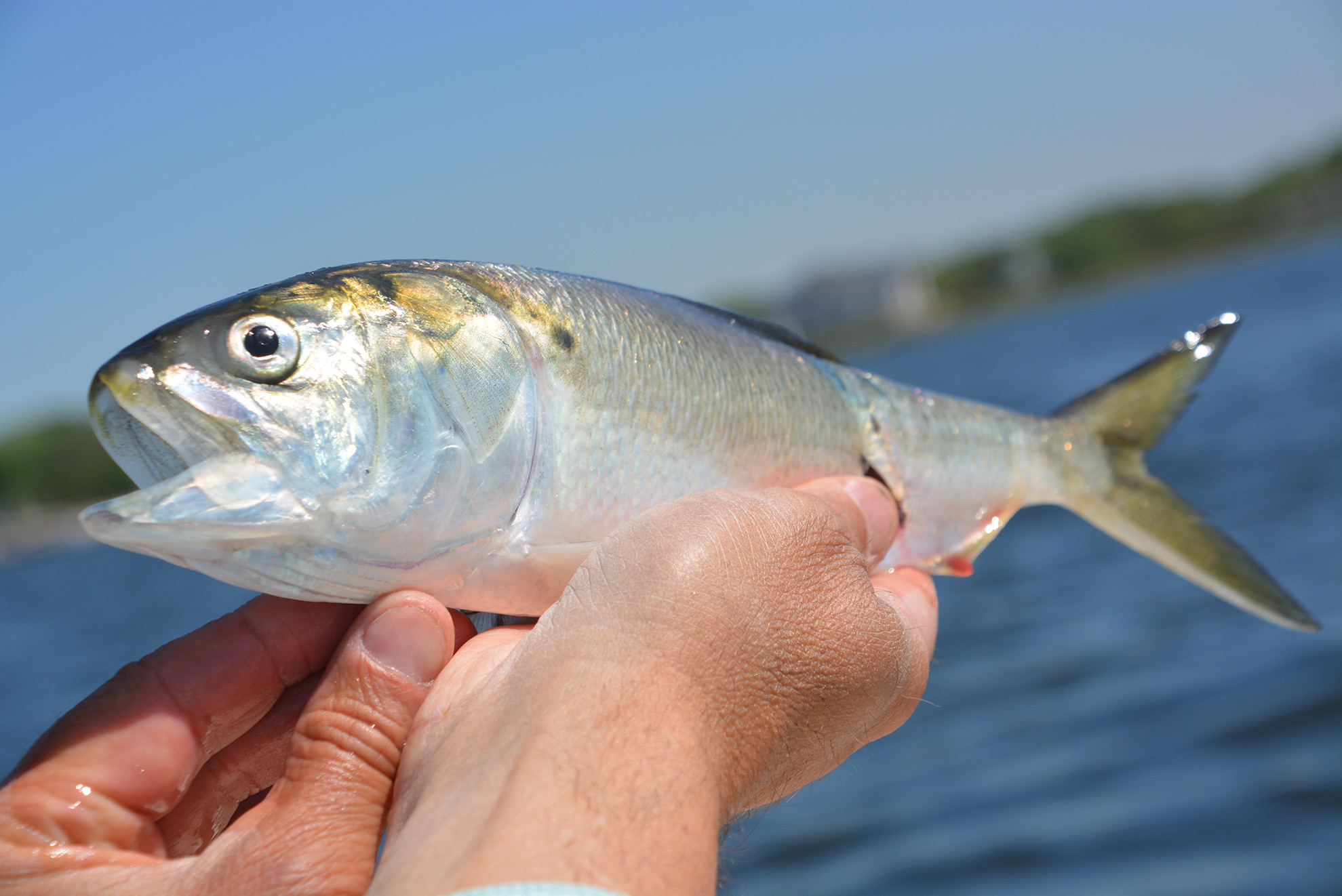 Forage Fish Management  Bonefish & Tarpon Trust