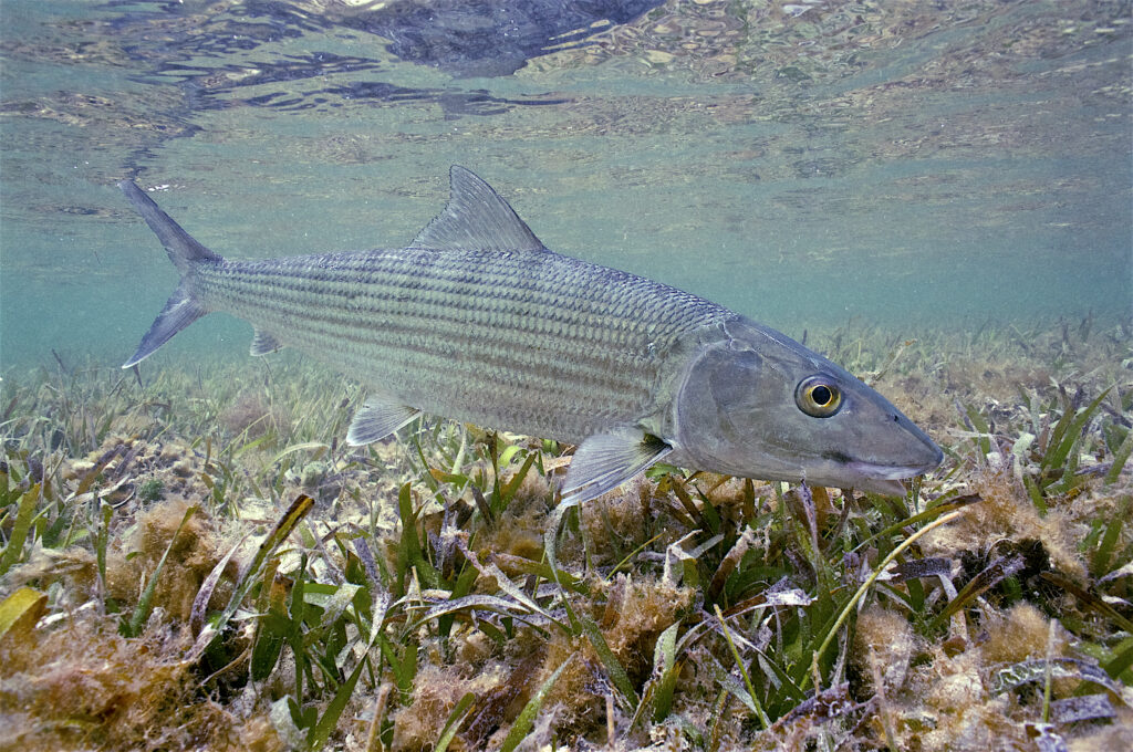 A bonefish on a seagrass bed