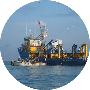 menhaden