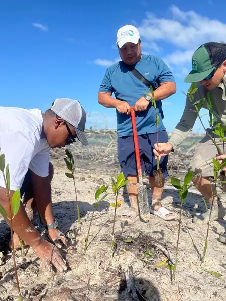 bahamas mangrove restoration