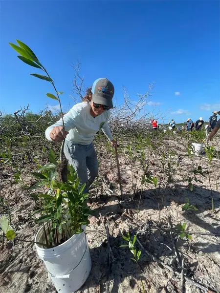bahamas mangrove planting