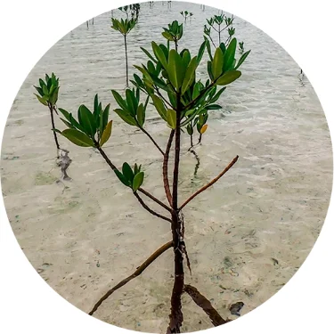 donate to bahamas mangrove restoration