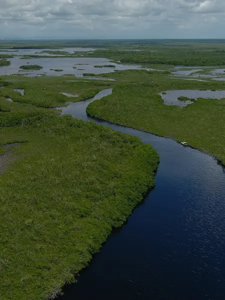 belize mangroves