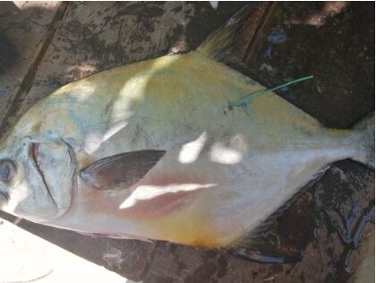 A permit tagged by BTT in Belize was later caught in a beach trap and speared by fishers close to Mahahual, Quintana Roo, Mexico.