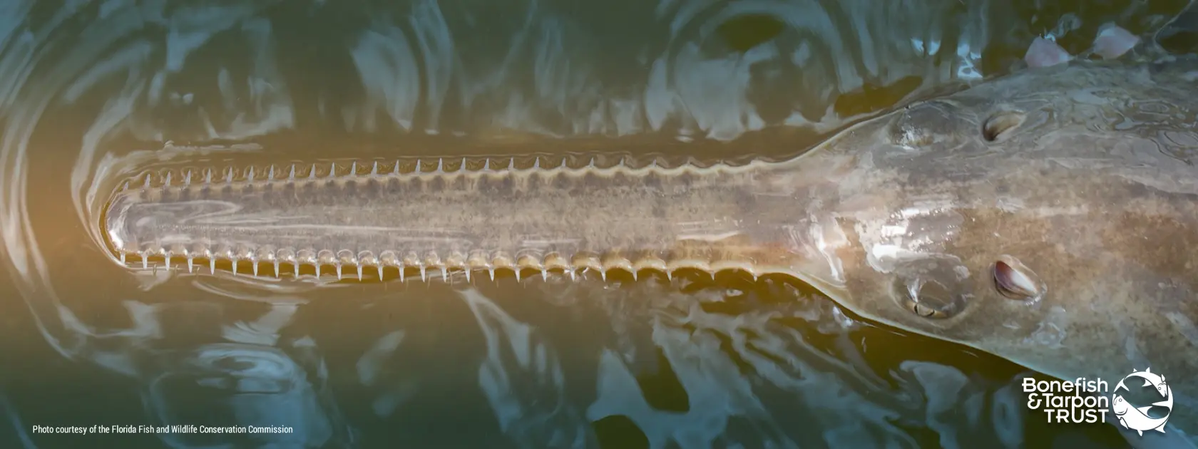florida sawfish