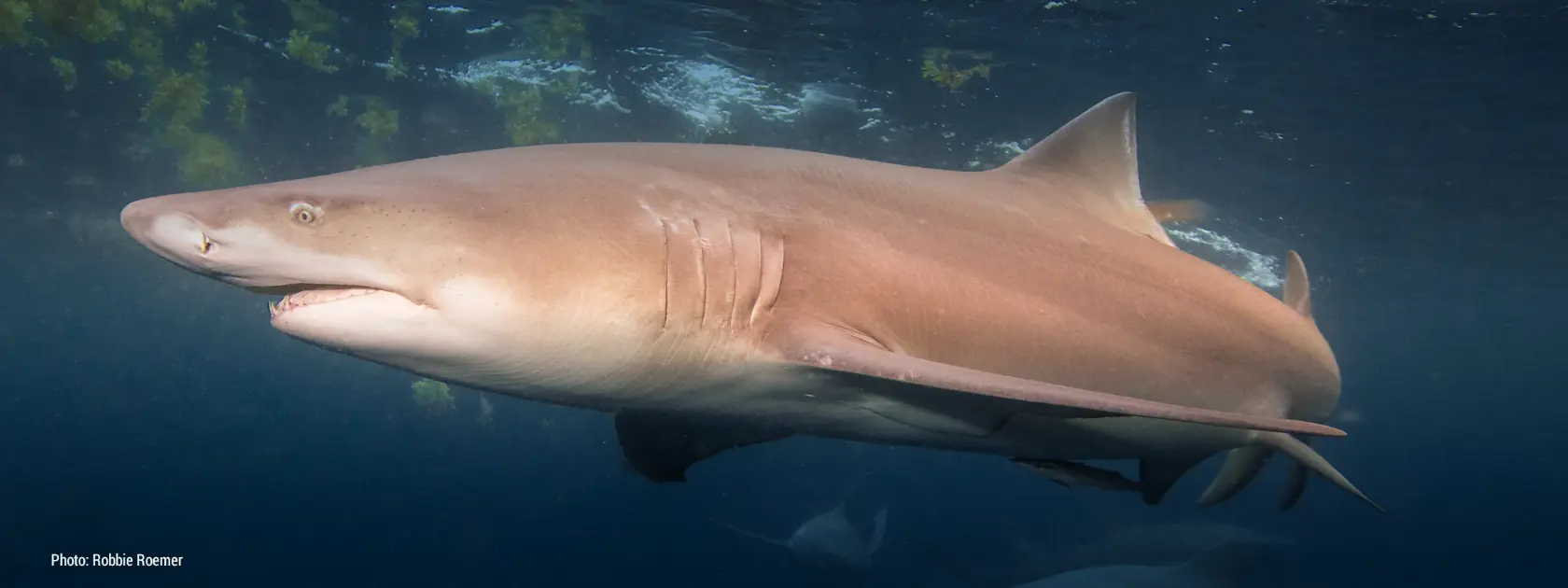 shark depredation