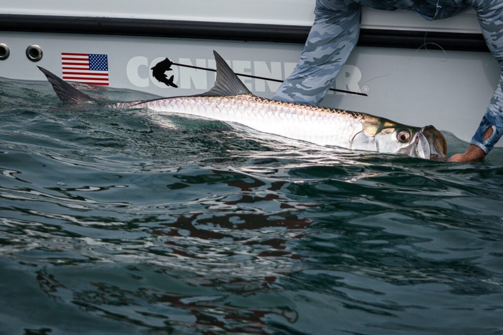 a tarpon is held beside a contender boat