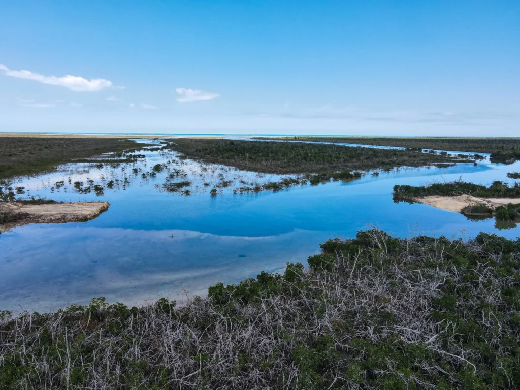 Aerial view of the restored creek crossing at West Gap Creek, Grand Bahama, showing renewed tidal exchange through previously obstructed waterways as part of ongoing ecosystem restoration efforts led by Bonefish & Tarpon Trust and partners.