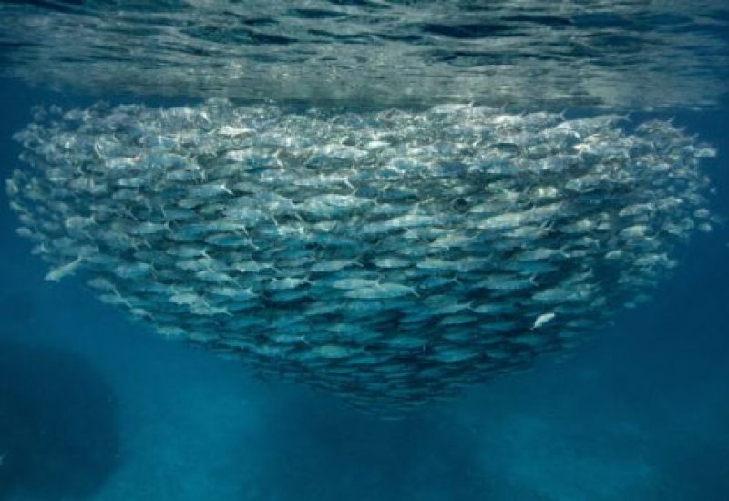 #7 School of Pre Spawning Bonefish PC Robbie Roemer