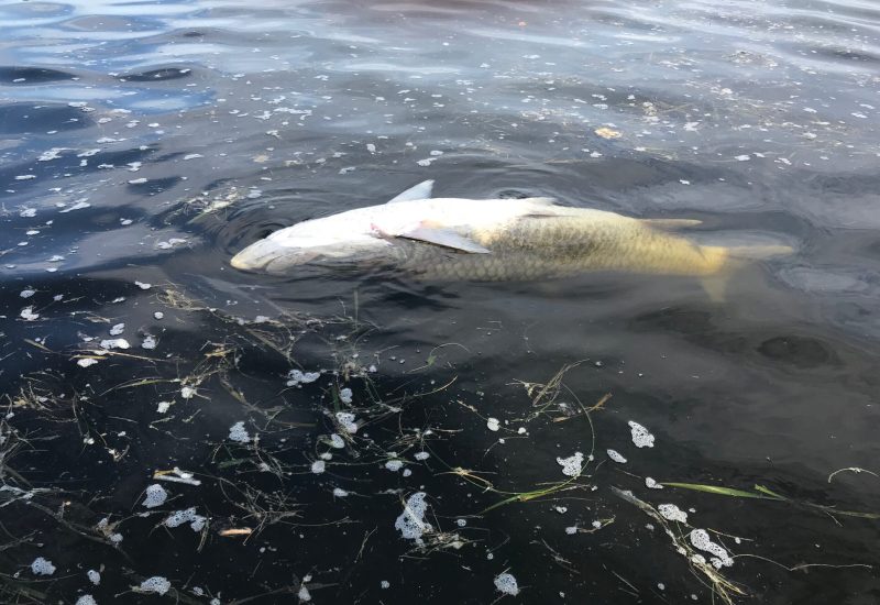 A dead tarpon during red tide.PC_Capt. Tommy Locke