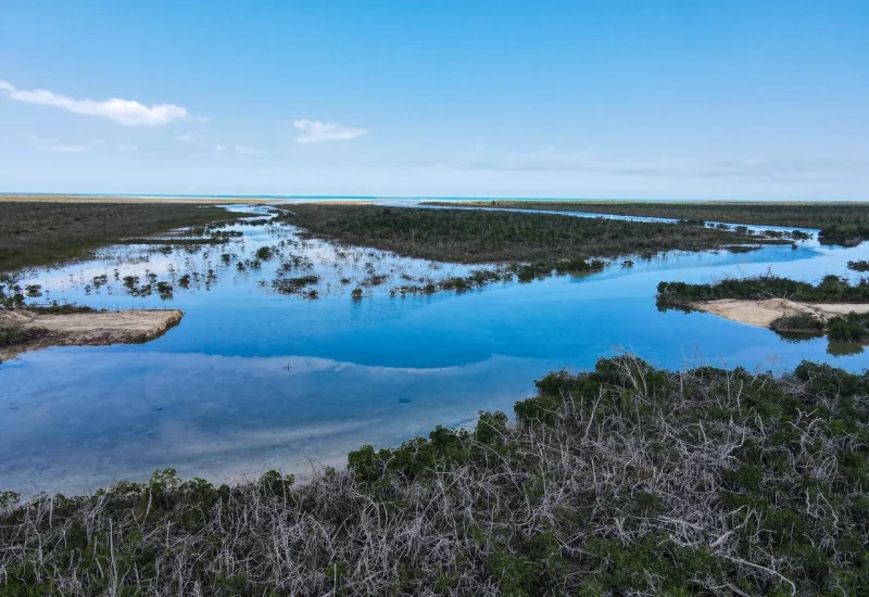 Aerial view of the restored creek crossing at West Gap Creek, Grand Bahama, showing renewed tidal exchange through previously obstructed waterways as part of ongoing ecosystem restoration efforts led by Bonefish & Tarpon Trust and partners.