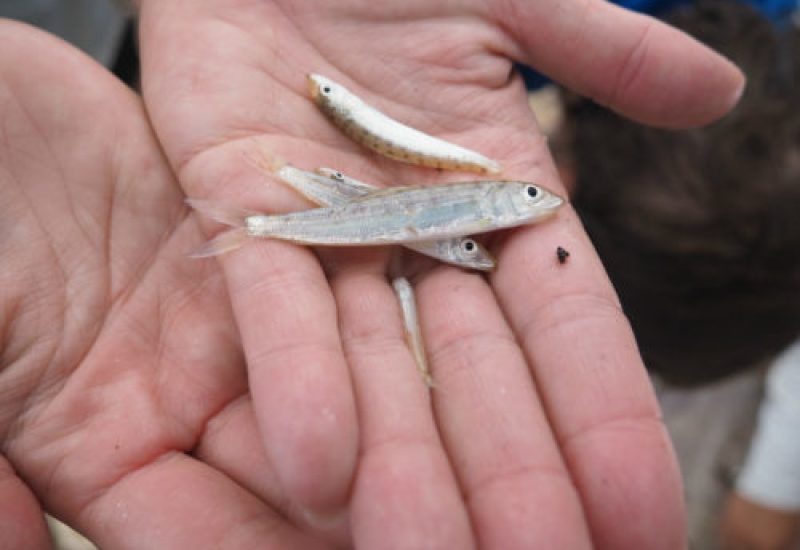 Baby Bonefish