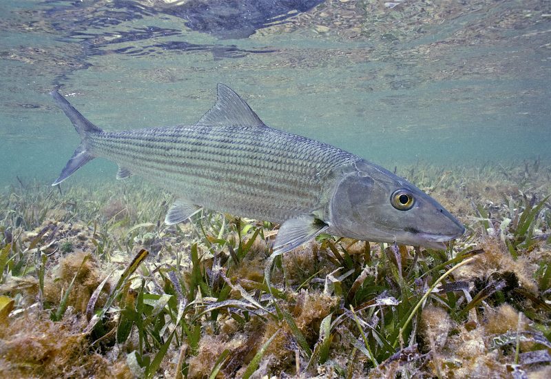 A bonefish on a seagrass bed