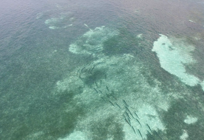 Tarpon migrate through the Florida Keys. Photo: Marty Dashiell