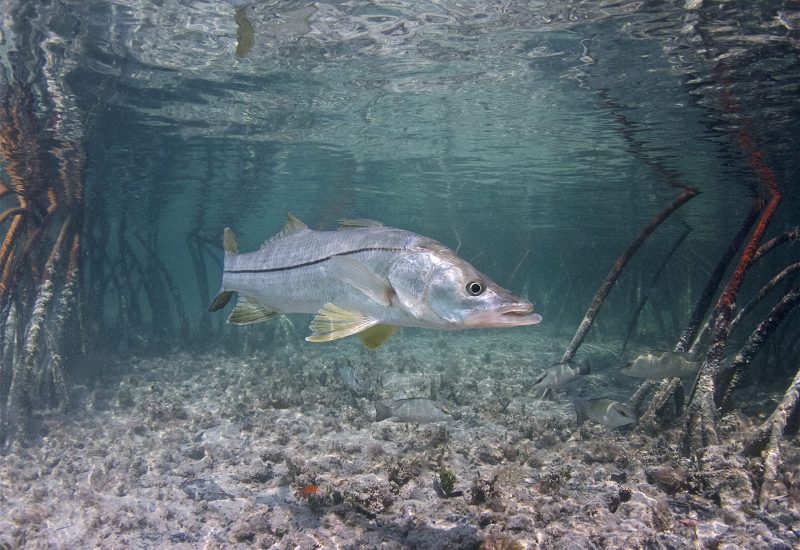 IMAGE #1.snook in habitat.Pat Ford