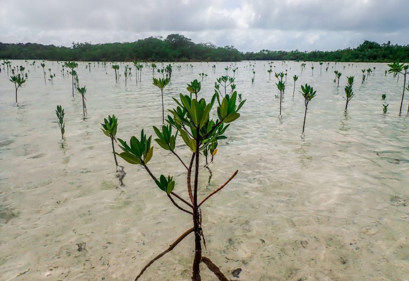 Young Mangroves. Photo: Justin Lewis