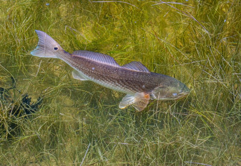 Redfish tail 7 PC PAT FORD-2