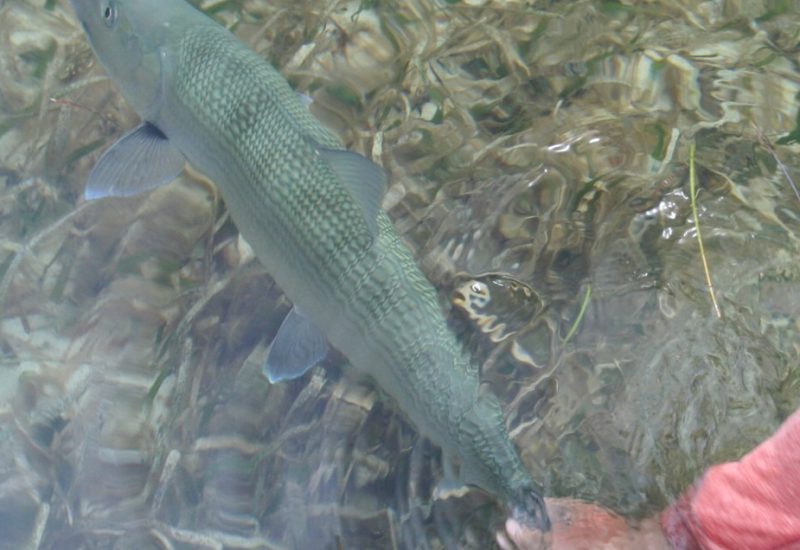 Releasing a bonefish.PC_Dr. Aaron Adams