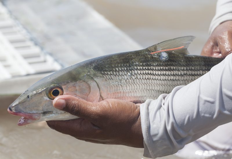 Tagged bonefish.Patrick Williams