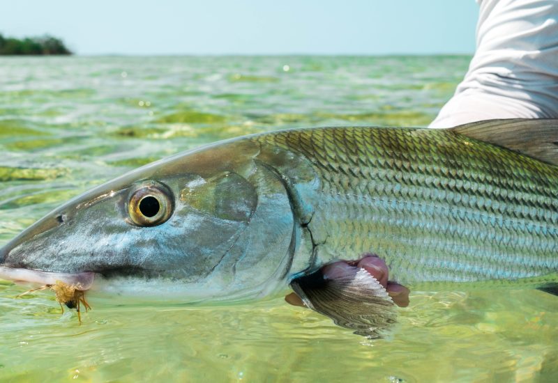 bonefish.justin