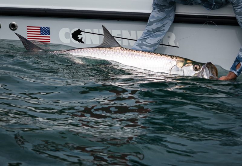 a tarpon is held beside a contender boat