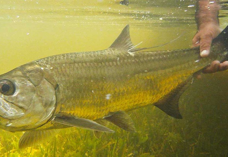 img-tarpon-underwater-wide