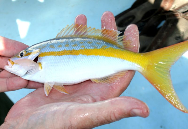 Yellow Tail Snapper
