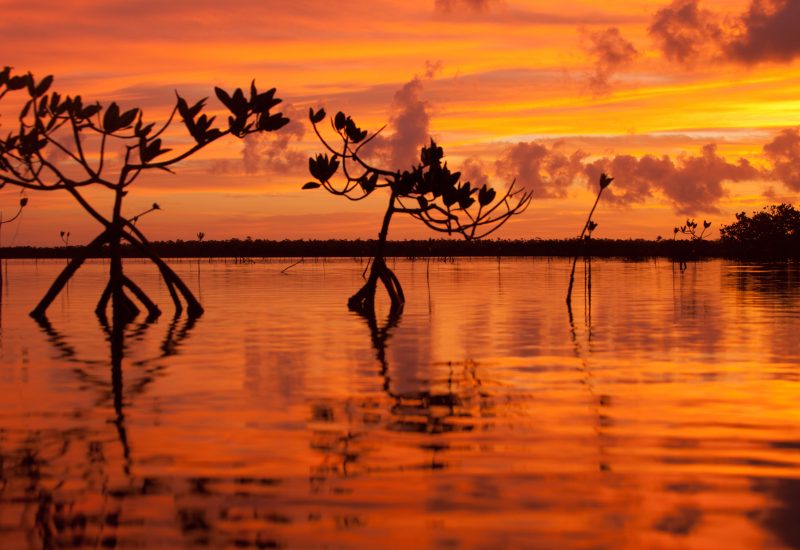 orangeskymangroves