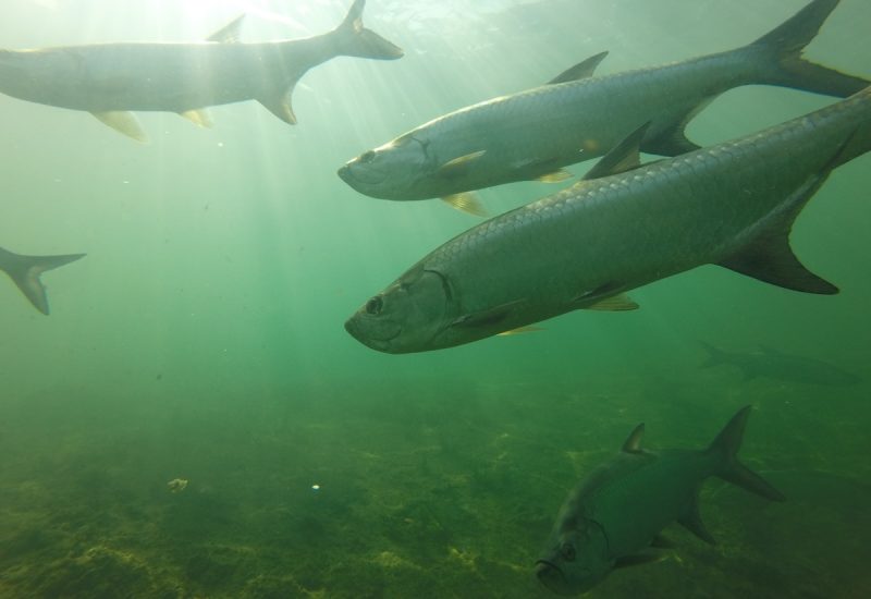 A school of tarpon. Photo: Dr. Aaron Adams