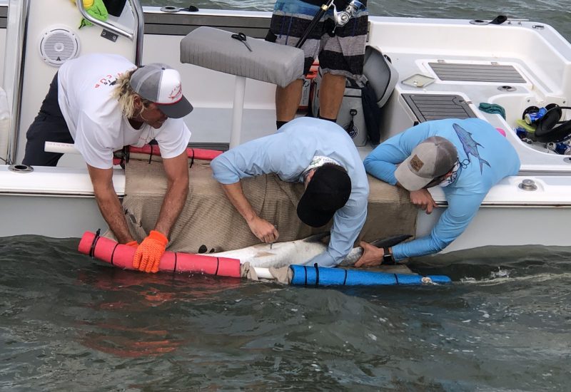 tarpon tag georgia