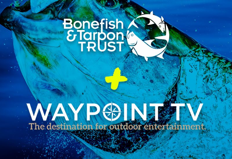 waypoint-IG-tarpon