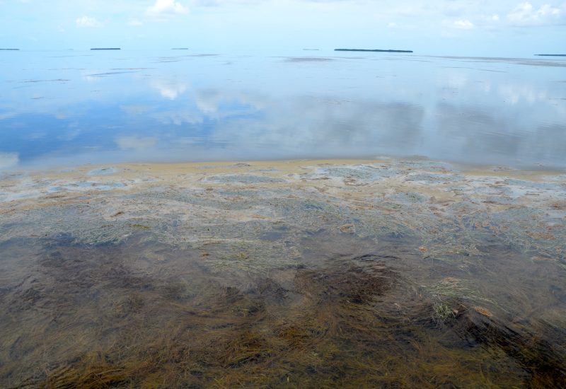 woodsum_dead_seagrass_flamingo